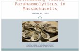 JANUARY 13, 2014 Controlling Vibrio Parahaemolyticus in Massachusetts SUZANNE K. CONDON, ASSOCIATE COMMISSIONER DIRECTOR, BUREAU OF ENVIRONMENTAL HEALTH.