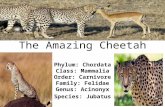 The Amazing Cheetah Phylum: Chordata Class: Mammalia Order: Carnivore Family: Felidae Genus: Acinonyx Species: Jubatus.