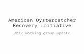 American Oystercatcher Recovery Initiative 2012 Working group update.