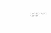 The Muscular System. Five Golden Rules of Skeletal Muscle Activity Table 6.2.