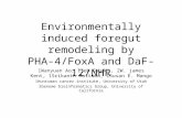 Environmentally induced foregut remodeling by PHA-4/FoxA and DaF-12/NHR 1Wanyuan Ao, 1Jeb Gaudet, 2W. james Kent, 1Srikanth Muttumu, 1Susan E. Mango 1Huntsman.