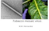 M.M. Hernandez Tobacco mosaic virus. Tobacco mosaic virus TMV Genus Tobamovirus 15 members naked, rigid rod, + unsegmented ss RNA No family assignation.