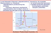 Local Potential (“Passive” Depolarization) Depolarization to Threshold depolarization produced by the stimulusdepolarization produced by the stimulus chemical,