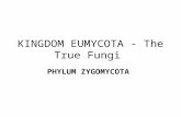 KINGDOM EUMYCOTA - The True Fungi PHYLUM ZYGOMYCOTA.