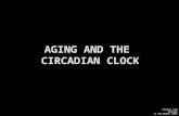 AGING AND THE CIRCADIAN CLOCK DENNIE KIM MCB186 13 DECEMBER 2006.