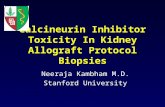 Calcineurin Inhibitor Toxicity In Kidney Allograft Protocol Biopsies Neeraja Kambham M.D. Stanford University.