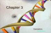 Chapter 3 Genetics Michael Hoerger. The Basics Nucleus: where most genetic material is stored, contains chromosomes Chromosomes: 46 (23 pairs), carry.