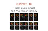 CHAPTER 18 Techniques in Cell and Molecular Biology.