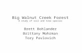 Big Walnut Creek Forest A study of soil and tree species Brett Bohlander Brittany Mohrman Tory Pavlovich.