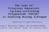 The role of Pituitary Adenylate Cyclase-activating Polypeptide (PACAP) in learning during lifespan By Francesca, Carlo, Nikolaos, Gayane, Yana, Charlotte,