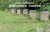 Conwy Beekeepers Beginners Course Session 2 The Honeybee Colony.