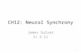 CH12: Neural Synchrony James Sulzer 11.5.11 1. Background Stability and steady states of neural firing, phase plane analysis (CH6) Firing Dynamics (CH7)