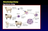 Reproductive cloning Biotechnology/Cloning. Reproductive cloning.