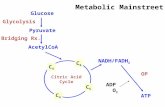 Glucose AcetylCoA Pyruvate NADH/FADH 2 Citric Acid Cycle C6C6 C4C4 C5C5 C4C4 ATP Glycolysis Bridging Rx. OP ADP O 2 Metabolic Mainstreet.