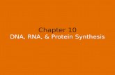 Chapter 10 DNA, RNA, & Protein Synthesis. Watson & Crick During the 1950’s James Watson – American Biologist Francis Crick – British Graduate Student.