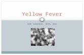 ROB SUKUMAR, BIOL 402 Yellow Fever. Overview Acute disease caused by virus Virus is within the class of flaviviruses Mosquito vector Two potential stages.