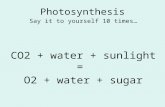 Photosynthesis Say it to yourself 10 times… CO2 + water + sunlight = O2 + water + sugar.