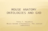 Terry F. Hayamizu Mouse Genome Informatics, The Jackson Laboratory M OUSE A NATOMY O NTOLOGIES AND GXD.