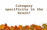 Category specificity in the brain?. INTRODUCTION Category-specific deficits: Category-specific (associative) agnosia Prosopagnosia Word blindness Category.