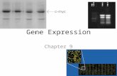 Gene Expression Chapter 9 1. What is Gene Expression? The process of transcribing and translating a gene to yield a protein product Why are we interested.