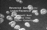 Reverse Genetics: interference RNA Mitchell Bush Mimosa Chau Tayler Fluharty.