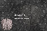 Chapter 7:6 The Nervous System. Key Terms Autonomic Nervous System Brain Central Nervous System Cerebellum Cerebrospinal Fluid Cerebrum Diencephalon Hypothalamus.