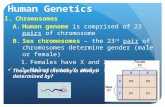 Human Genetics I.Chromosomes A.Human genome is comprised of 23 pairs of chromosome B.Sex chromosomes – the 23 rd pair of chromosomes determine gender (male.