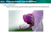22.5 Plant Hormones and Responses KEY CONCEPT Plant hormones guide plant growth and development.