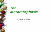 The Metamorphosis Franz Kafka. 2 1883-1924 Born in Prague (in what is now the Czech Republic) Spoke and wrote in German Had a doctorate in law, but worked.