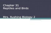 Chapter 31 Reptiles and Birds Mrs. Rushing Biology 2.