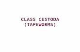 CLASS CESTODA (TAPEWORMS). General characters: Tapeworms have flat, segmented bodies, consisting of a head, known as the scolex, neck and a series of.