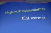 Flat worms!!. Platyhelminthes Flat Worm The Facts … Body symmetry- Bilateral Reproduction- Sexual and Asexual (or regeneration) Movement- Muscular or.