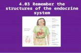 4.03 Remember the structures of the endocrine system 1.