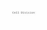 Cell Division. 3 reasons cells need to divide ReasonWhy.
