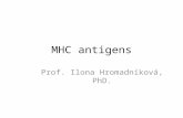 MHC antigens Prof. Ilona Hromadníková, PhD.. Antigens Exoantigens – external molecules recognised by immune system (most frequently infectious microorganisms)