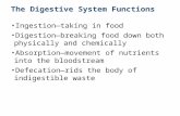 The Digestive System Functions Ingestion—taking in food Digestion—breaking food down both physically and chemically Absorption—movement of nutrients into.