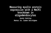 Measuring myelin protein expression with a MeCP2 knockdown in oligodendrocytes Rachel Siefring Mentor: Dr. Carmen Sato-Bigbee.
