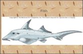 Fish. Vertebrates (Subphylum Vertebrata) –Backbone enclosing a nerve cord, or spinal cord Phylum Chordata –Notochord –Pharyngeal pouches –Postanal tail.
