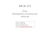 MCB 372 Trees Phylogenetic reconstruction PHYLIP Peter Gogarten Office: BSP 404 phone: 860 486-4061, Email: gogarten@uconn.edugogarten@uconn.edu.