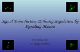Signal Transduction Pathway Regulation by Signaling Mucins by Paul Cullen at SUNY-Buffalo.