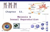 AP Biology Modified from: Kim Foglia, Explore Biology Chapter 13. Meiosis & Sexual Reproduction.
