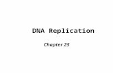 DNA Replication Chapter 25. DNA Polymerase (E. coli ex) Catalyzes synth of new DNA strand d(NMP) n + dNTP  d(NMP) n+1 + PPi 3’ –OH of newly synth’d strand.