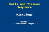 Cells and Tissues Sequence Histology Review and Lookalike Images II.