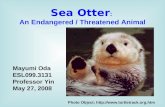 Sea Otter : An Endangered / Threatened Animal Mayumi Oda ESL099.3131 Professor Yin May 27, 2008 Photo Object; .