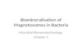 Biomineralisation of Magnetosomes in Bacteria Microbial Bionanotechnology Chapter 5.