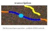 Transcription The first step of gene expression – synthesis of RNA molecule.
