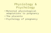 Physiology & Psychology Maternal physiological adaptations to pregnancy The placenta Psychology of pregnancy.