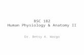 BSC 182 Human Physiology & Anatomy II Dr. Betsy A. Wargo.