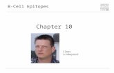 B-Cell Epitopes Chapter 10 Claus Lundegaard. Antibodies.
