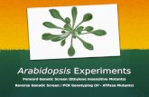 Arabidopsis Experiments Forward Genetic Screen (Ethylene Insensitive Mutants) Reverse Genetic Screen / PCR Genotyping (H + - ATPase Mutants)